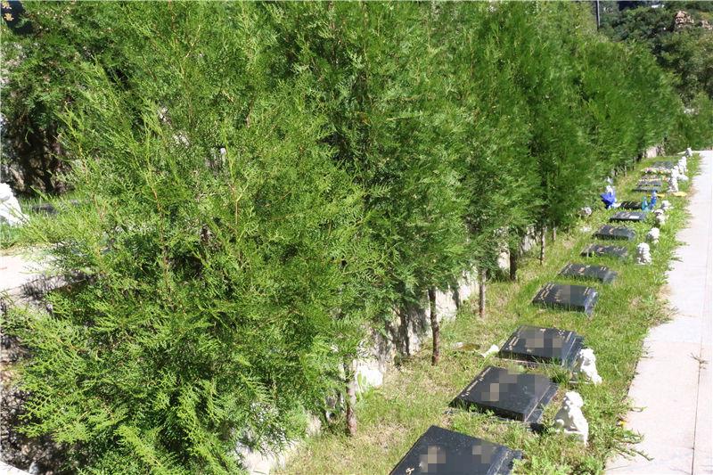 探秘九公山纪念林陵园树葬价格：性价比与自然融合的抉择